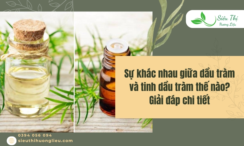 Sự khác nhau giữa dầu tràm và tinh dầu tràm thế nào? Giải đáp chi tiết
